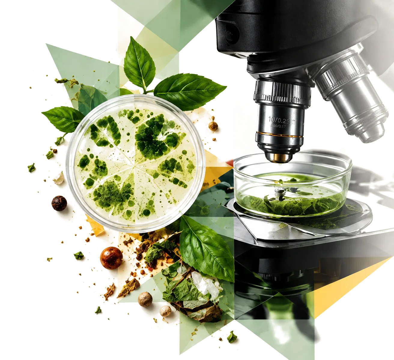 A microscope over a petri dish of fresh herbs